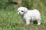 BICHON MALTAIS 055